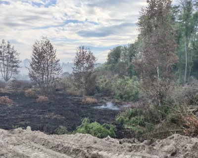 Waldbrand  (Bild vergr&ouml;&szlig;ern)