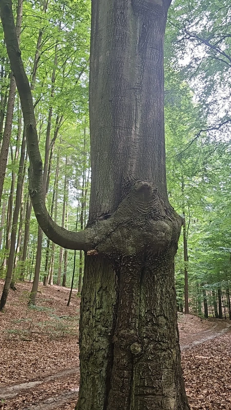 Bild: Wir haben den Elefantenbaum gefunden