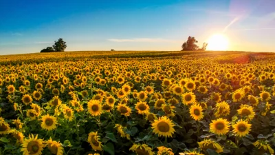 Foto des Albums: Sonnenblumenfeld bei Jarchow