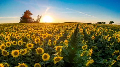 Foto des Albums: Sonnenblumenfeld bei Jarchow