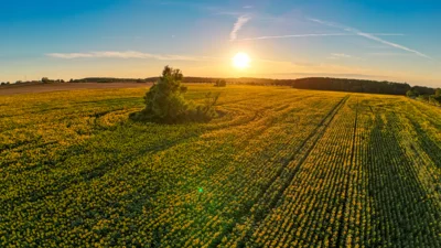 Foto des Albums: Sonnenblumenfeld bei Jarchow