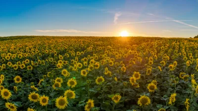 Foto des Albums: Sonnenblumenfeld bei Jarchow