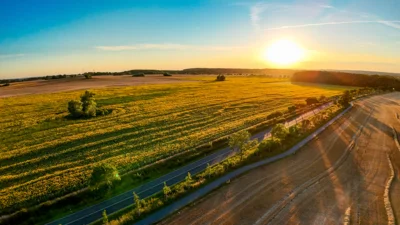 Foto des Albums: Sonnenblumenfeld bei Jarchow