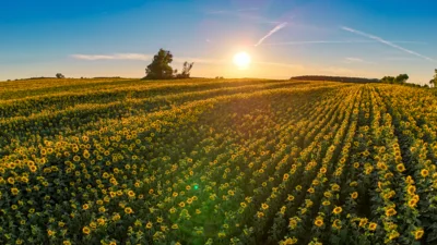 Foto des Albums: Sonnenblumenfeld bei Jarchow