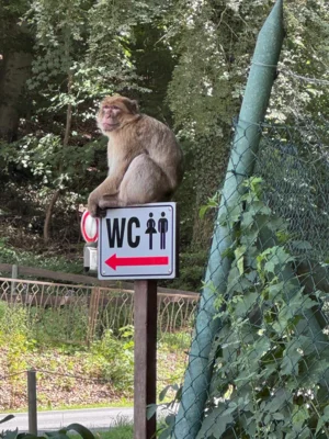 Foto des Albums: Straußberg 2026 (12.07.2026)