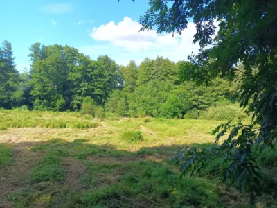 Foto des Albums: Pflegeaktion Orchideenwiese Marnitz