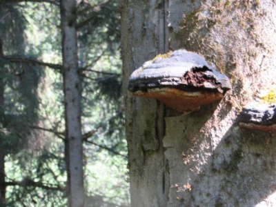 Foto des Albums: Wandertour der Eingangsstufe nach Hermesgrün