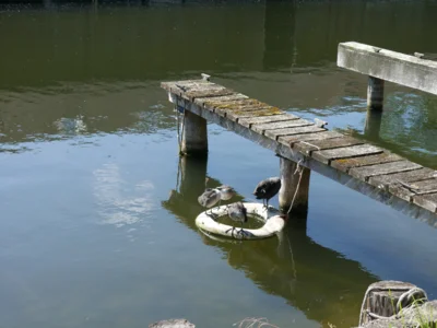 Foto des Albums: Seniorenausflug zum Fleesensee