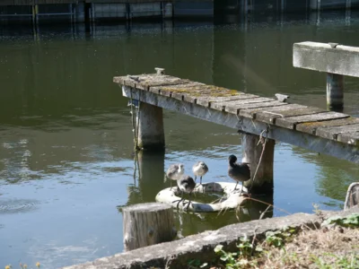 Foto des Albums: Seniorenausflug zum Fleesensee