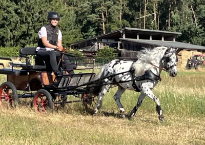 Foto des Albums: Leistungsprüfung Michelstadt