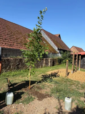 Foto des Albums: Baum Spielplatz Bleichenbach