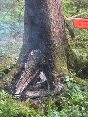 Foto des Albums: Baum