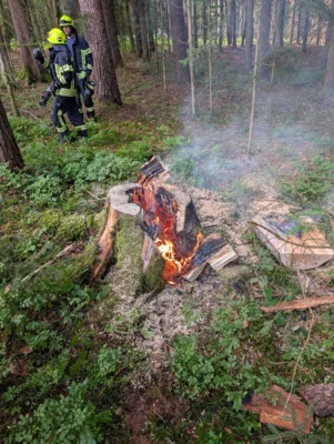 Foto des Albums: Baum