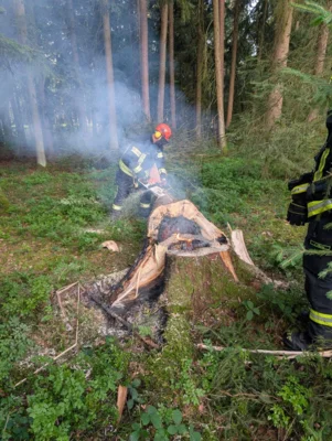 Foto des Albums: Baum