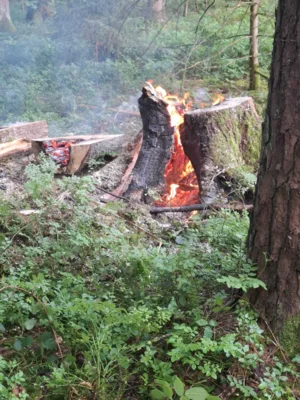 Foto des Albums: Baum