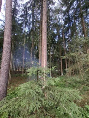 Foto des Albums: Baum