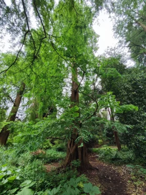 Foto des Albums: 2026-07_bot._Garten
