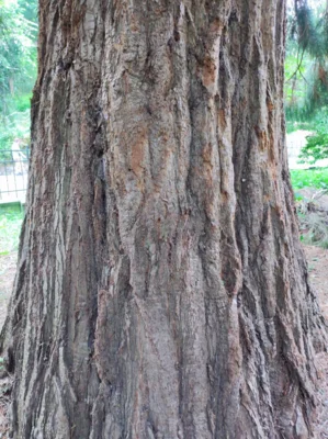 Foto des Albums: 2026-07_bot._Garten