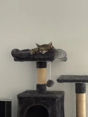 Foto des Albums: Kitten Till