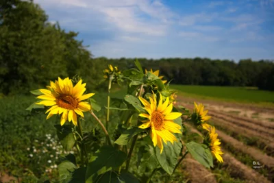Und es ist Sommer  (Bild vergr&ouml;&szlig;ern)