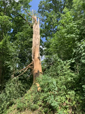 Foto des Albums: Einsatz 17/2026