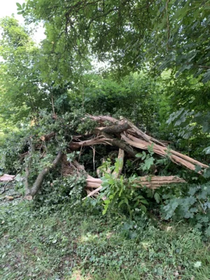 Foto des Albums: Einsatz 17/2026