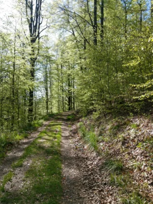 Kammweg Olbernhau-R&uuml;benau  (Bild vergr&ouml;&szlig;ern)