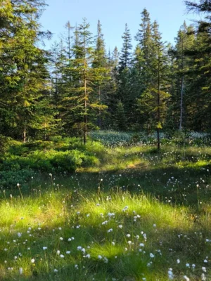Rundwanderweg Henneberg-Oberjugel Annika Heine 1  (Bild vergr&ouml;&szlig;ern)