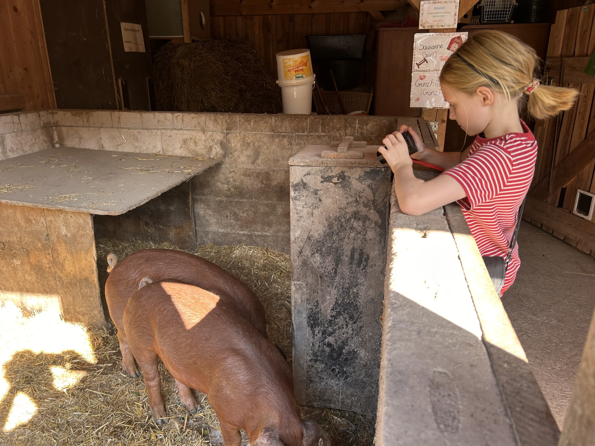 Bild: Die Schweine „Sausanne“ und „Grunzhilde“