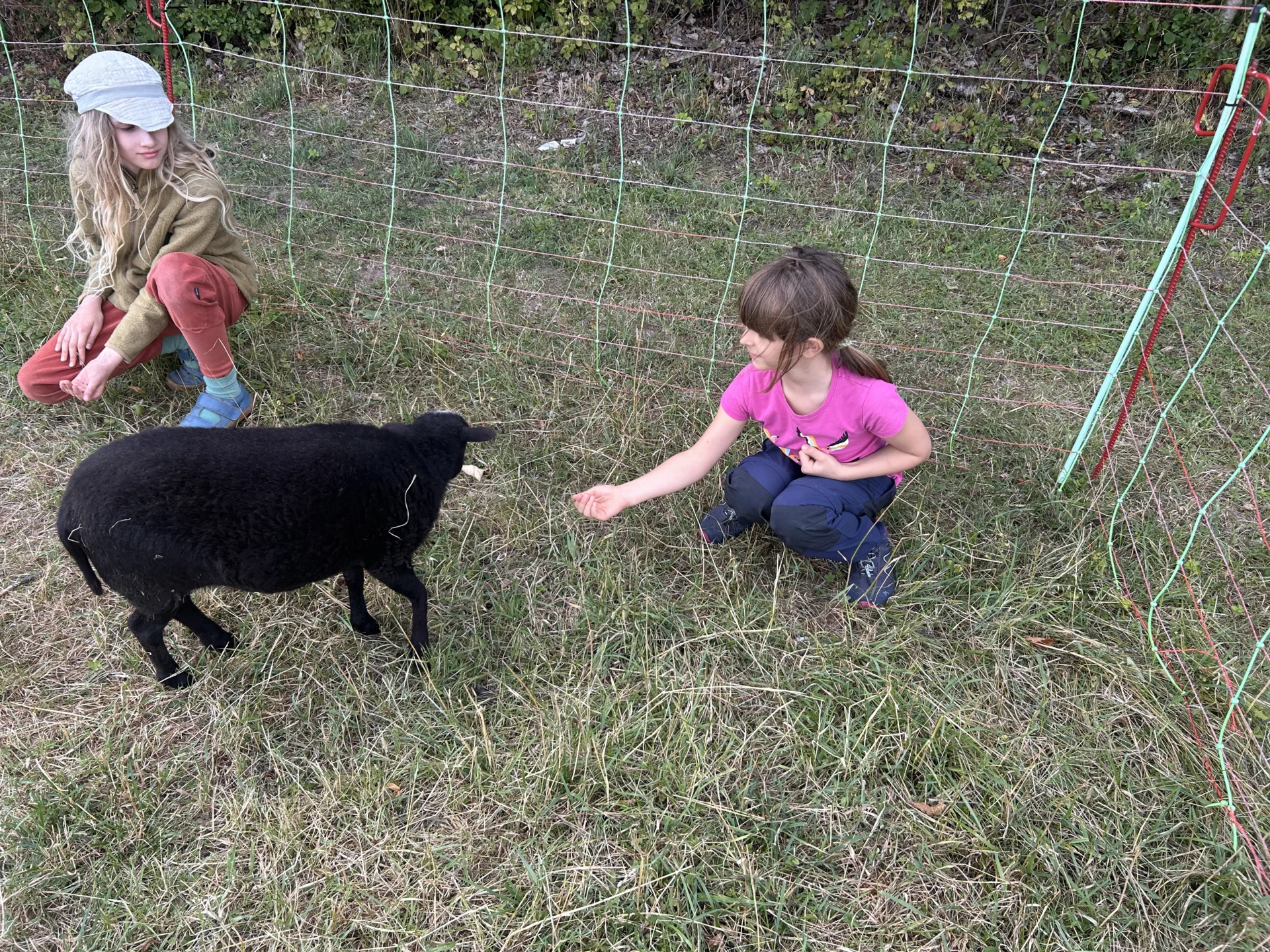Bild: Schafe füttern