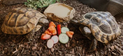 Schildkr&ouml;ten  (Bild vergr&ouml;&szlig;ern)