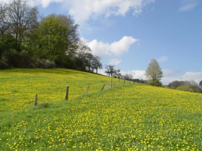 Foto des Albums: Ortsbilder Wippenbach