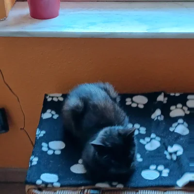 Fotoalbum Katze Schnecke
