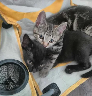 Fotoalbum Kitten 32831+32833