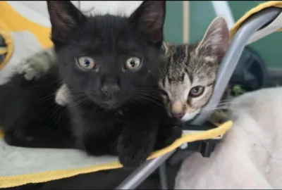 Foto des Albums: Kitten 32831+32833