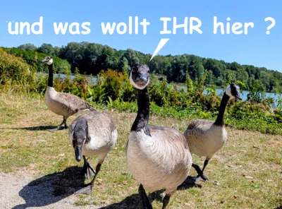 055 was wollt IHr denn  (Bild vergr&ouml;&szlig;ern)