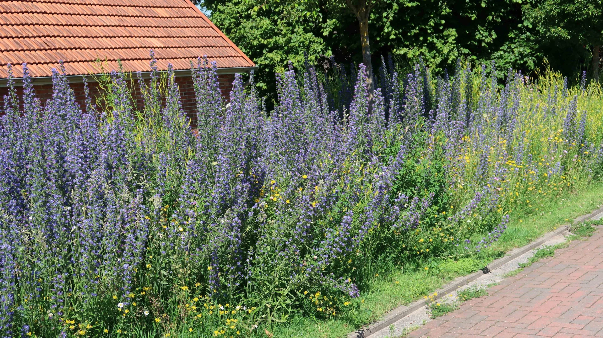 Bild: am Heinrich-Willers-Weg 1 ...