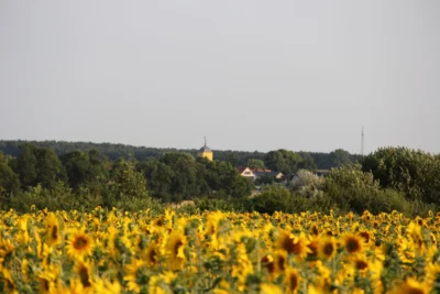 Wagenitz Feld 