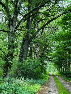Wald Haage 