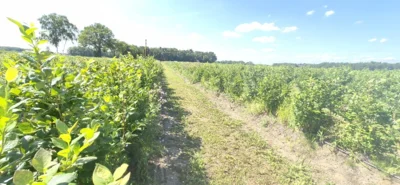 eine der Plantagen  (Bild vergr&ouml;&szlig;ern)