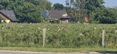 lauter K&ouml;pfe von flei&szlig;igen Pfl&uuml;ckenden  (Bild vergr&ouml;&szlig;ern)