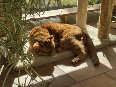 Foto des Albums: Kater Paulchen rot