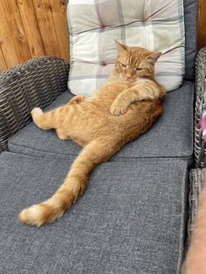 Foto des Albums: Kater Paulchen rot