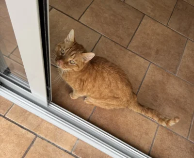 Fotoalbum Kater Paulchen rot
