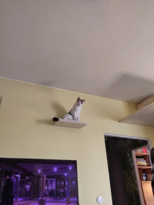 Foto des Albums: Katzen Bia+Nika+Zelos