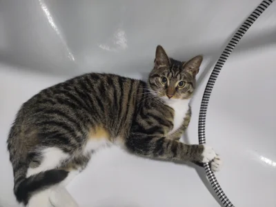 Foto des Albums: Katzen Bia+Nika+Zelos
