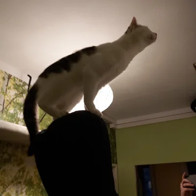 Foto des Albums: Katzen Bia+Nika+Zelos