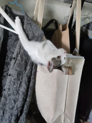 Foto des Albums: Katzen Bia+Nika+Zelos