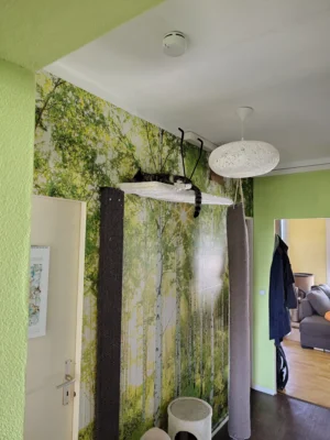 Foto des Albums: Katzen Bia+Nika+Zelos