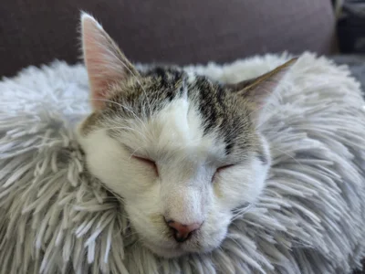 Foto des Albums: Katzen Bia+Nika+Zelos